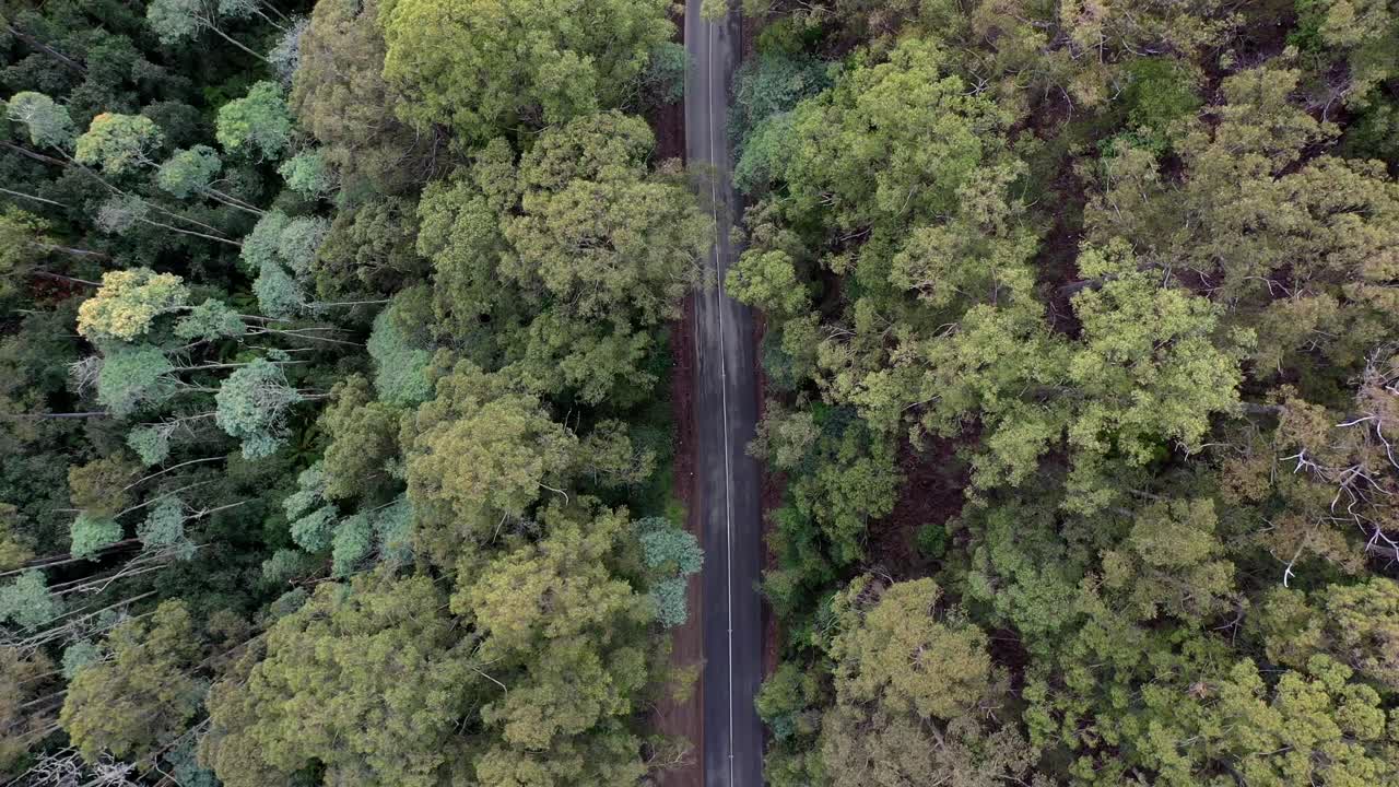 dron aéreo lento sobre una carretera húmeda aislada rodeada de árboles altos, verdes y exuberantes en el paisaje forestal