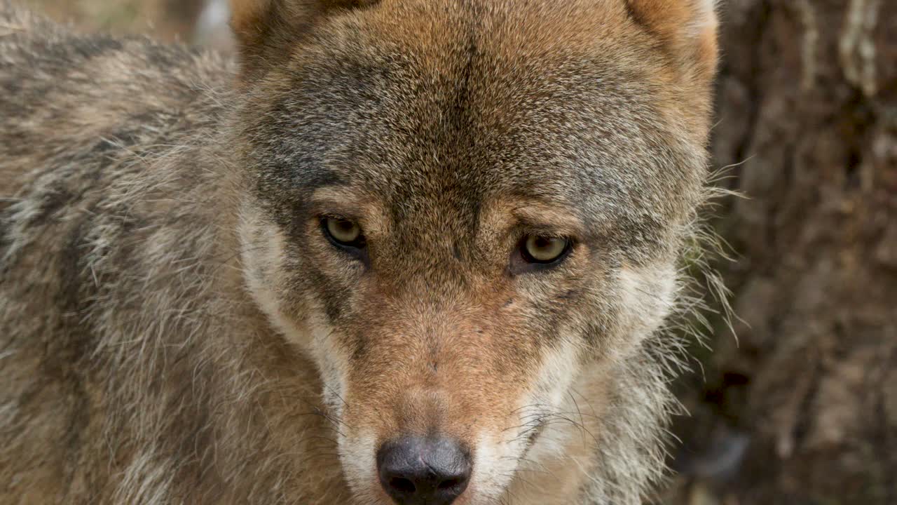 Wolf closely observed in natural forest, soft daylight, subtle camera movement, focused animal behavior