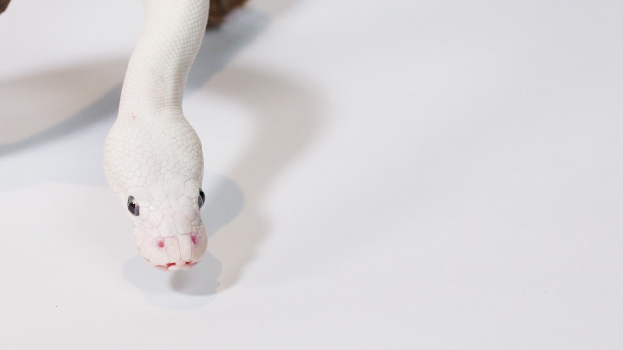 Close-up albino white snake slowly slithers from wooden branch toward camera on white background