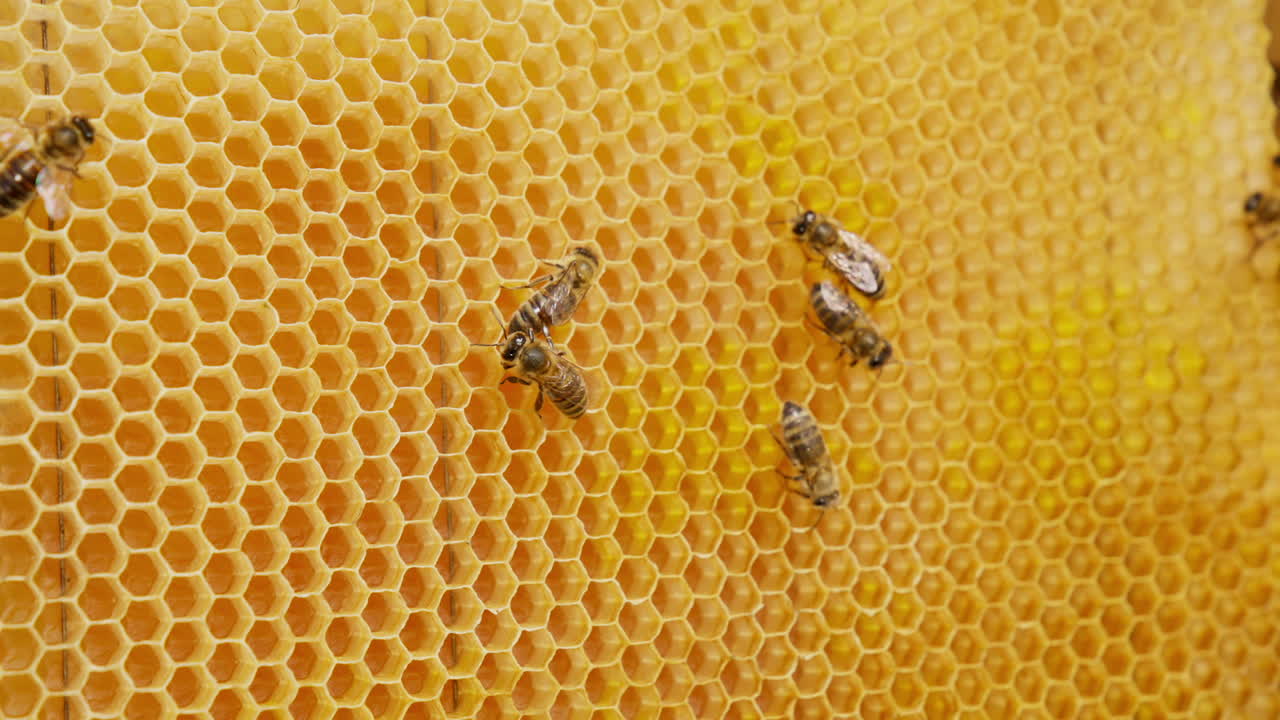 Hard-working honey insects produce the cells for storing fresh honey. Bees make up honeycombs from a yellow wax sheet. Close up.
