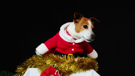 funny pet dress up with puppy in red festive santa costume for christmas