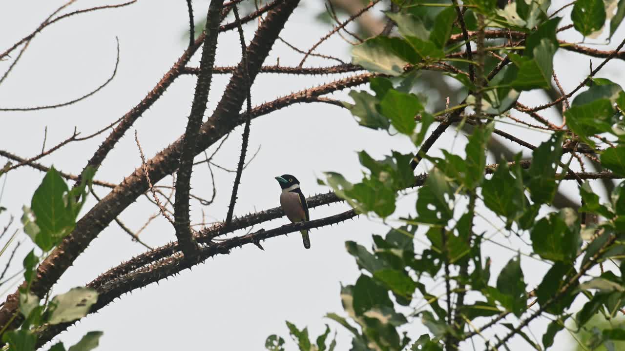 visto en una rama mientras la cámara se aleja, el eurylaimus ochromalus de pico largo negro y amarillo, parque nacional de kaeng krachan, tailandia