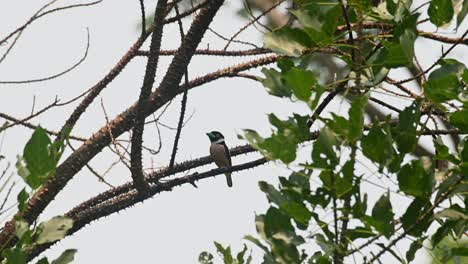 seen perched on a branch as the camera zooms out, black-and-yellow broadbill eurylaimus ochromalus, kaeng krachan national park, thailand