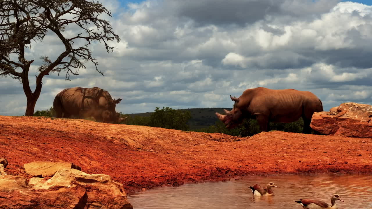 Egyptian geese escape into the water as two white rhinos tussle in the South African savanna