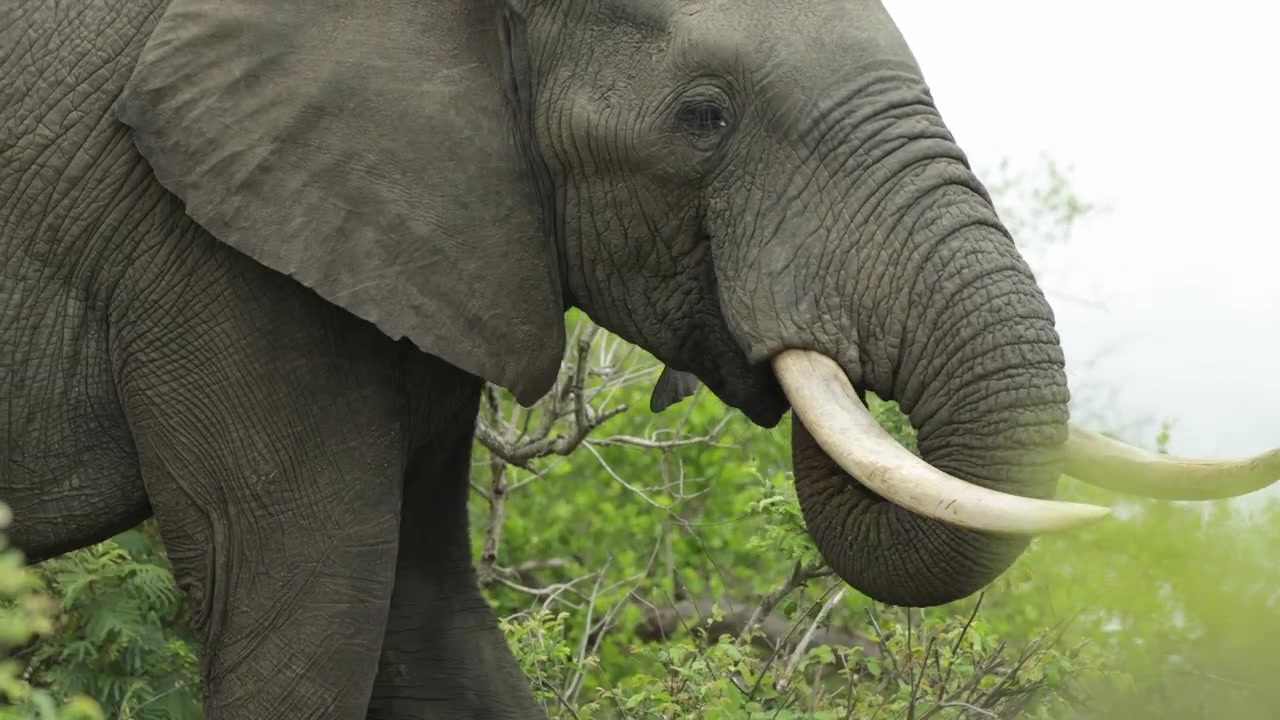 Medium nærbillede af en afrikansk elefanttyr, der spiser af en frodig grøn busk og blade, før den vender sig og går mod kameraet på en blæsende dag i Kruger Nationalpark.