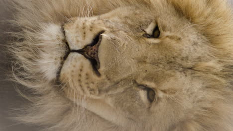 extreme close up lion vertical shot