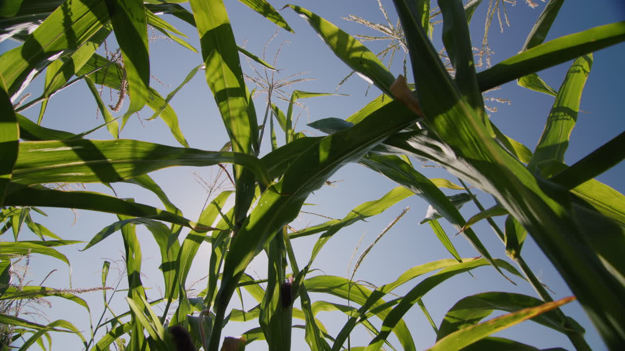 altos tallos verdes de maíz contra el cielo azul 1