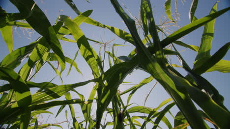 high green stems of corn against the blue sky 1