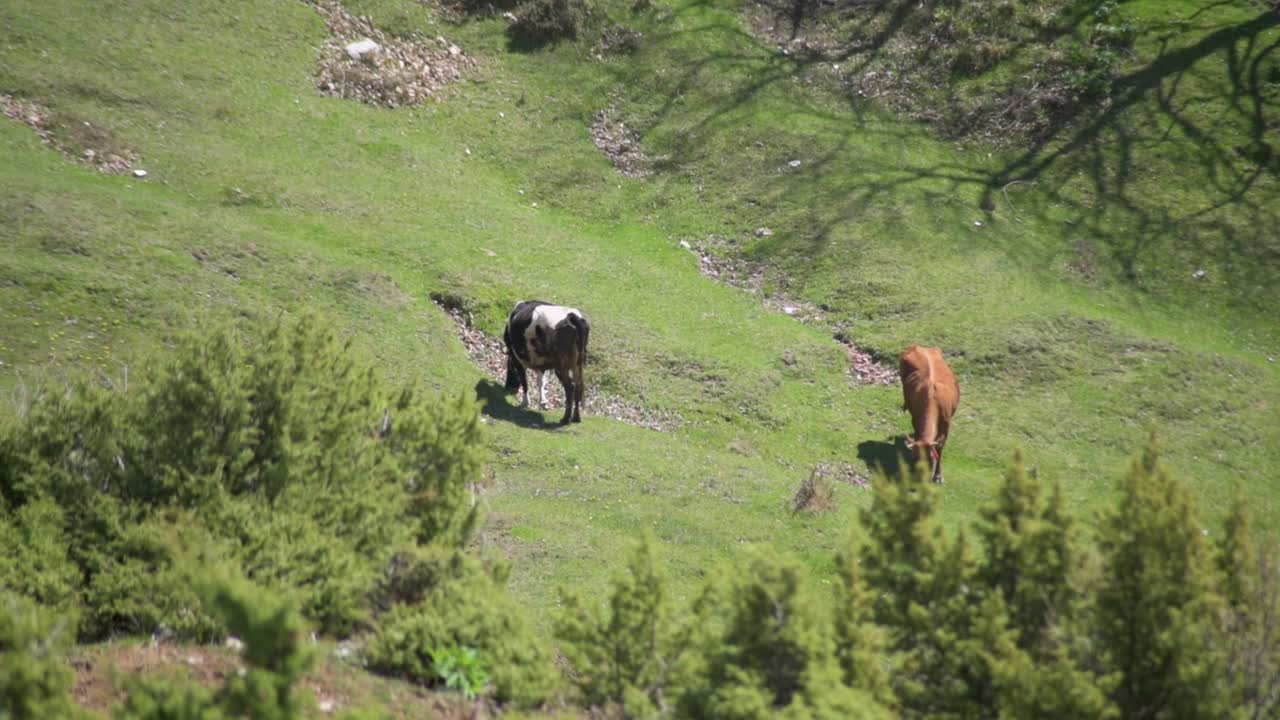 Cows feeding on a green field with grass and trees on a mountain