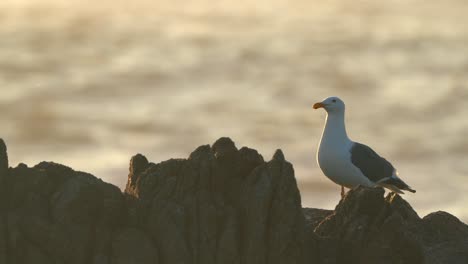 Gaviota-Solitaria-Aislada-En-Una-Costa-Rocosa-En-La-Bahía-De-Monterey,-California