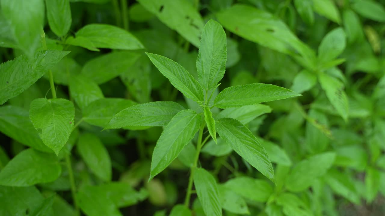 Jute is cultivated in the field. It is one of the most important cash crops in West Bengal and Bangladesh