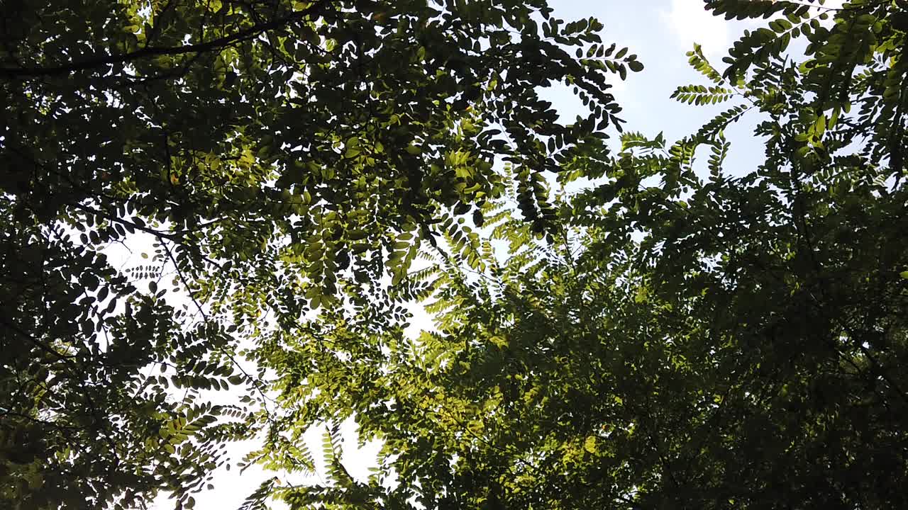 mirando hacia arriba al frondoso dosel de los árboles verdes