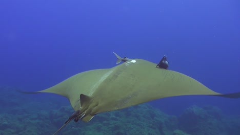 Rayo-Diablo-De-Aleta-Falciforme-A-La-Deriva-Sobre-Arrecifes-En-Las-Azores-Con-Peces-Piloto-Conectados-A-Su-Cabeza