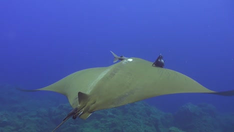 rayo diablo de aleta falciforme a la deriva sobre arrecifes en las azores con peces piloto conectados a su cabeza