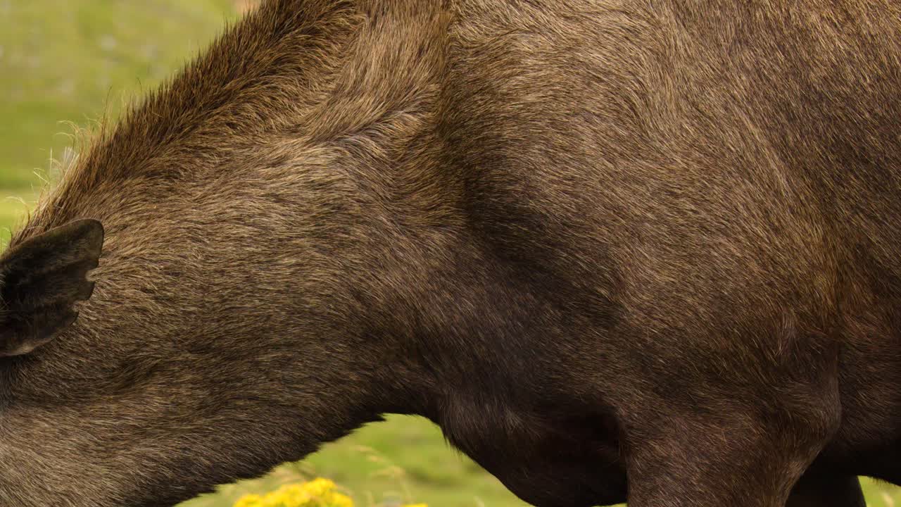 Moose with velvet antlers grazes among wildflowers in bright, natural daylight, steady close-up shot