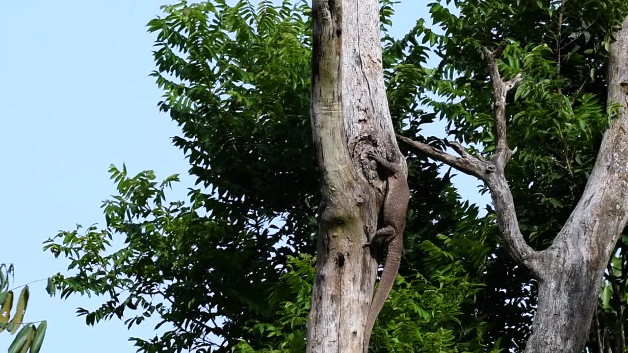 облачная ящерица-монитор обитает в таиланде и других странах азии