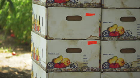 farmer stacking cardboad boxes with fruits inside