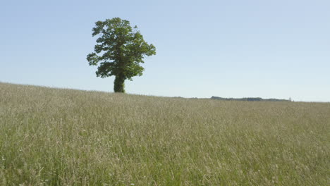 solitary tree in a field