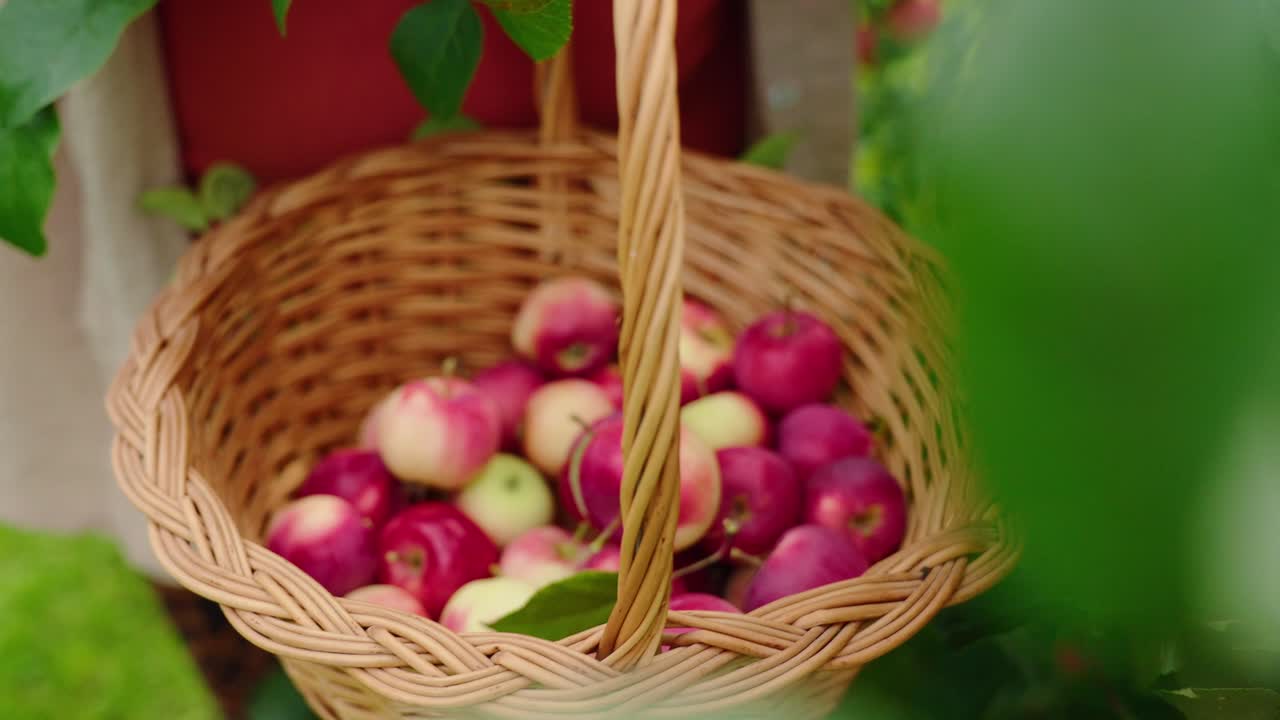 A wicker basket filled with freshly picked red and green apples nestled among lush greenery in a picturesque garden, showcasing nature's bounty and harvest