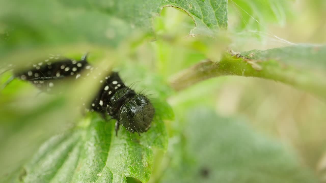 Caterpillar of peacock butterfly resting on leaf establishing natural insect detailed life feeding and crawling