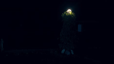 cu árbol decorativo retroiluminado por la noche