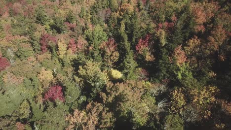 aerial fall leaves in blue ridge mountains from grandfather mountain