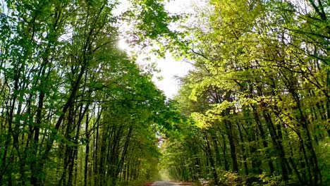 forest at bright sunbeam. green trees from both sides of a road in a wood in bright day. amazing nature inside the forest. camera moves back.