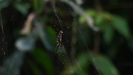 Madera-Gigante,-Araña-Nephila,-Tailandia