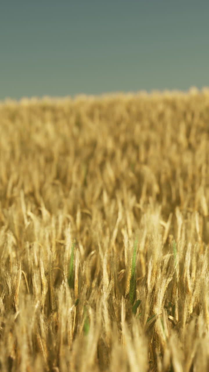 Campo de trigo dorado