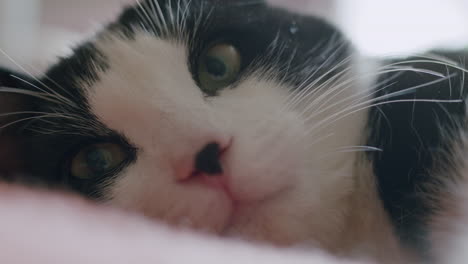 Pet-cat-closeup-with-window-behind,-resting-on-bed