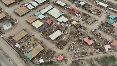 aerial overhead view of northern cattle market in karachi