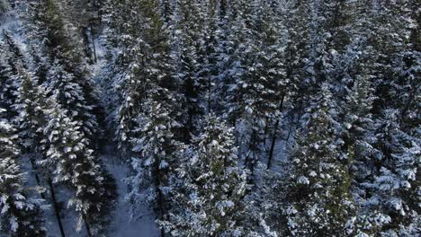 Snowy-coniferous-in-winter-season.-Aerial-top-down-orbiting