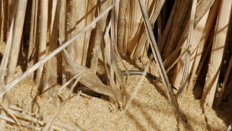 Kleiner-Skink,-Der-Sich-Im-Sandigen-Grasstrand-Versteckt