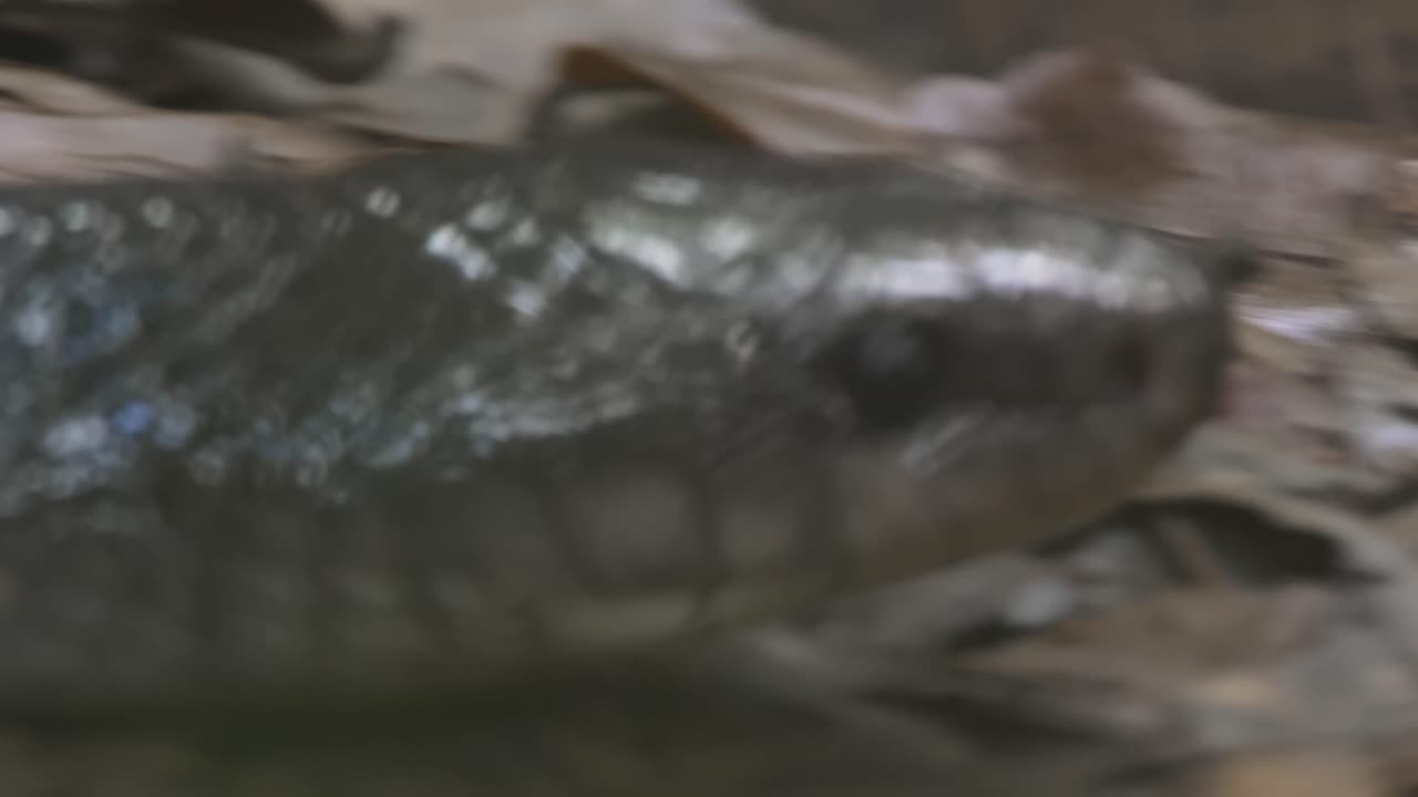 Closeup of the head of eastern indigo snake flicking its tongue as it slithers on the floor of the forest