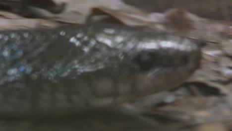 closeup of the head of eastern indigo snake flicking its tongue as it slithers on the floor of the forest