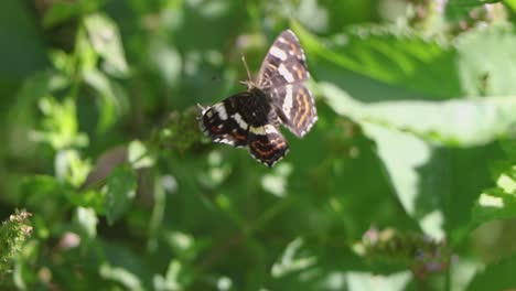 Mariposa-Se-Sienta-En-Una-Flor-De-Jardín-Y-Recoge-Polen