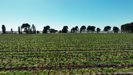 row of vineyards discovering pink salin aerial sunny day