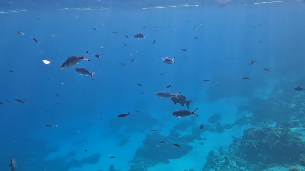 산호초 스노클링 스쿠버 다이빙 홍해 이집트 샤름 엘 셰이크 물고기 수중