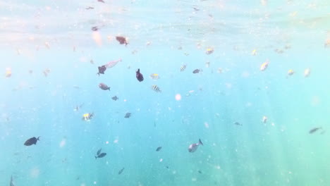 shoaling collection of fish feeding near the sea surface with sparkling sun rays while snorkelling in the crystal clear sea waters of pulau menjangan island, bali, indonesia