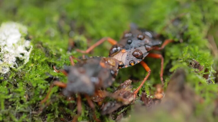 La cimice del bosco o cimice dalle zampe rosse (Pentatoma rufipes) è una specie di cimice della famiglia Pentatomidae, comunemente presente nella maggior parte dell'Europa. Abita foreste, boschi, frutteti e giardini