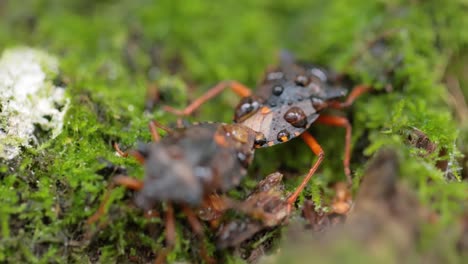 waldkäfer oder rotbeiniger schildkäfer (pentatoma rufipes) ist eine art schildkäfer der familie pentatomidae, die häufig in den meisten teilen europas vorkommt. sie bewohnt wälder, wälder, obstgärten und gärten