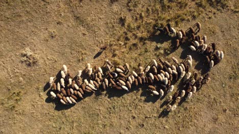 herd of sheeps forming the shape of horizontal arrow