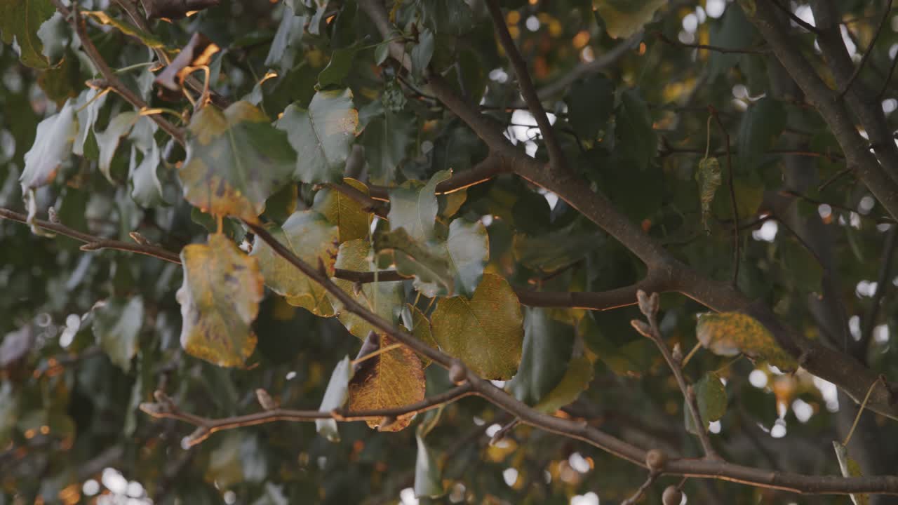 hojas de otoño naranjas y verdes al atardecer en un árbol