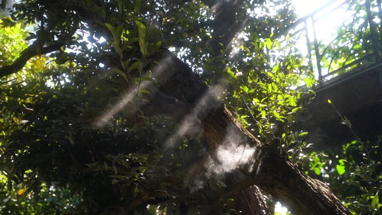 고급 리조트의 하얀 안개는 나무를 촉촉하게 잘 자라게 하는 동시에 안개가 햇빛을 반사하여 특별한 환경을 만듭니다.