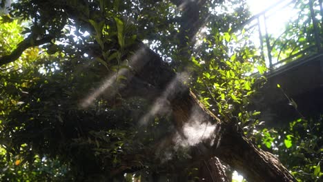 white mist on a luxury resort ensures moist and well-growing trees while creating a special setting because the mist reflects the sunlight
