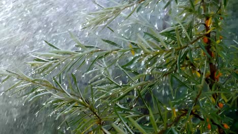 sea buckthorn bush in the rain