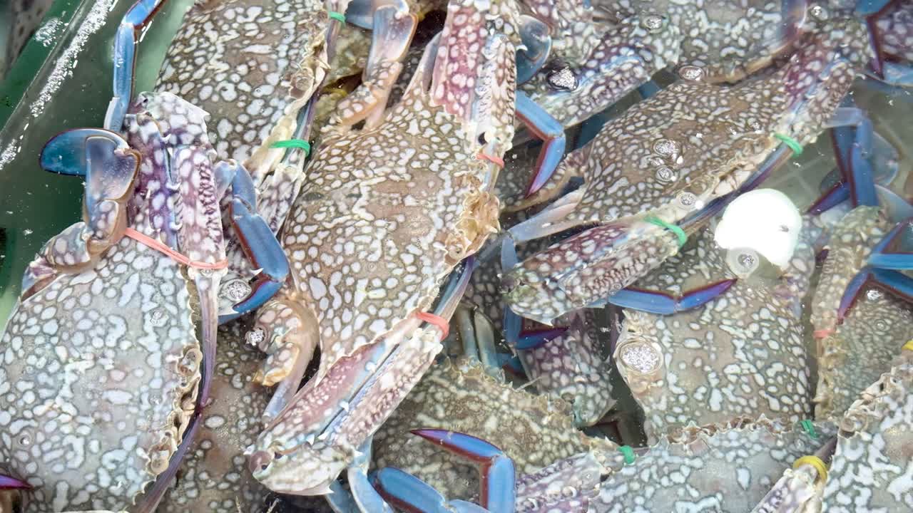 Live blue swimming crabs displayed on ice in daylight at bustling seafood market, overhead view
