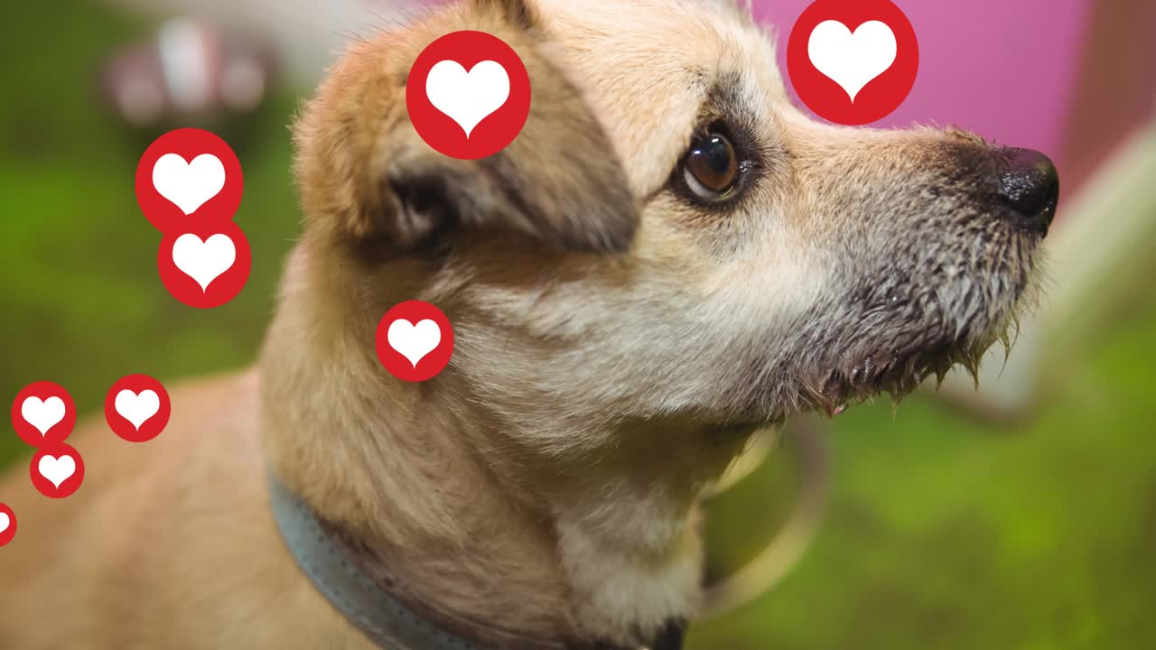 집에서 애완동물 개 위에 떠 있는 심장 아이콘의 애니메이션