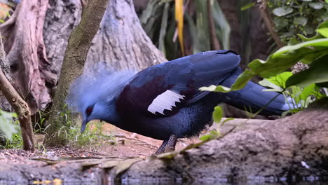 crowned pigeon feeding on ground