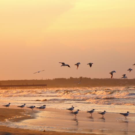 seagulls flying against beach